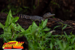 hillsborough-river-2023-106