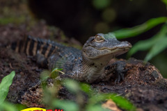 hillsborough-river-2023-112