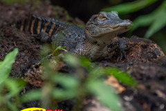 hillsborough-river-2023-113