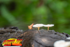 hillsborough-river-2023-114