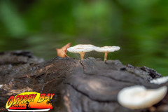 hillsborough-river-2023-115