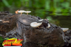 hillsborough-river-2023-116