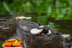 hillsborough-river-2023-117