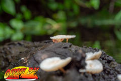 hillsborough-river-2023-118