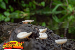 hillsborough-river-2023-119