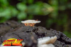 hillsborough-river-2023-120