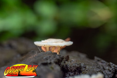 hillsborough-river-2023-121