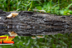 hillsborough-river-2023-122