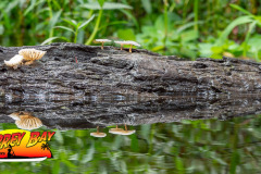 hillsborough-river-2023-123