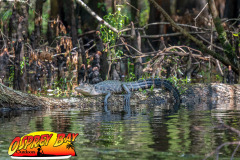 hillsborough-river-2023-136