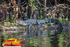 hillsborough-river-2023-137