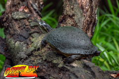 hillsborough-river-2023-98