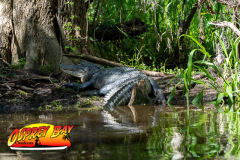 Hillsborough-river-2025-23