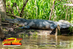 Hillsborough-river-2025-24