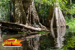 Hillsborough-river-2025-25