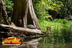 Hillsborough-river-2025-26