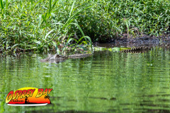 Hillsborough-river-2025-28