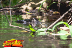 Hillsborough-river-2025-29