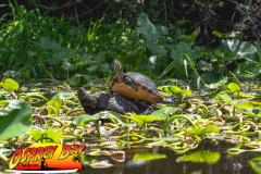 Hillsborough-river-2025-33