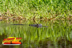 Hillsborough-river-2025-34