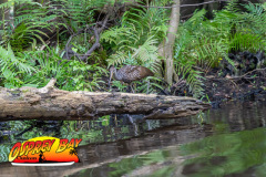 Hillsborough-river-2025-36