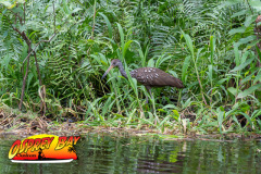 Hillsborough-river-2025-37