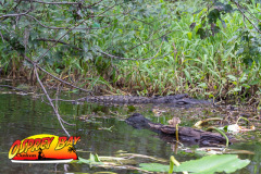 Hillsborough-river-2025-40