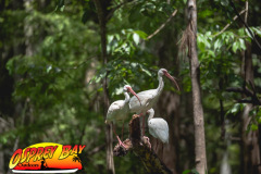 Hillsborough-river-2025-50