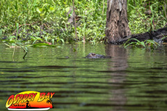 Hillsborough-river-2025-51