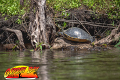 Hillsborough-river-2025-52