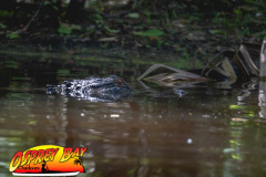 Hillsborough-river-2025-56