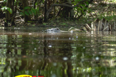 Hillsborough-river-2025-57