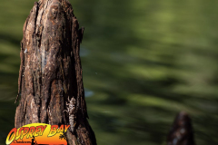 Hillsborough-river-aug-2021-52