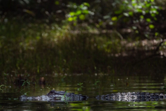 Hillsborough-river-aug-2021-57