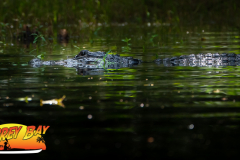 Hillsborough-river-aug-2021-58