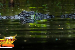 Hillsborough-river-aug-2021-59