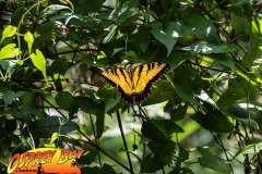 Hillsborough-river-aug-2021-73