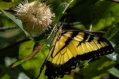 Hillsborough-river-aug-2021-74