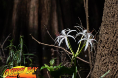 Hillsborough-river-aug-2021-76