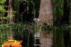 Hillsborough-river-aug-2021-77