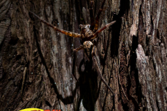 Hillsborough-River-aug-2022-54