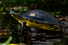 Hillsborough-River-aug-2022-73