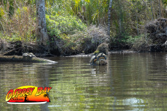 Homosassa-March2023-48