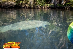 Homosassa-River-2020-49