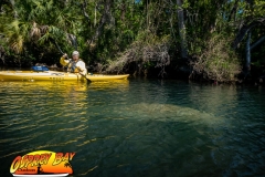 Homosassa-River-2020-51