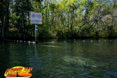 Homosassa-River-2020-56