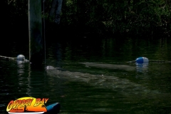 Homosassa-River-2020-57