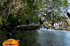 Homosassa-River-2020-58