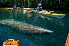Homosassa-River-2020-61