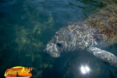 Homosassa-River-2020-62